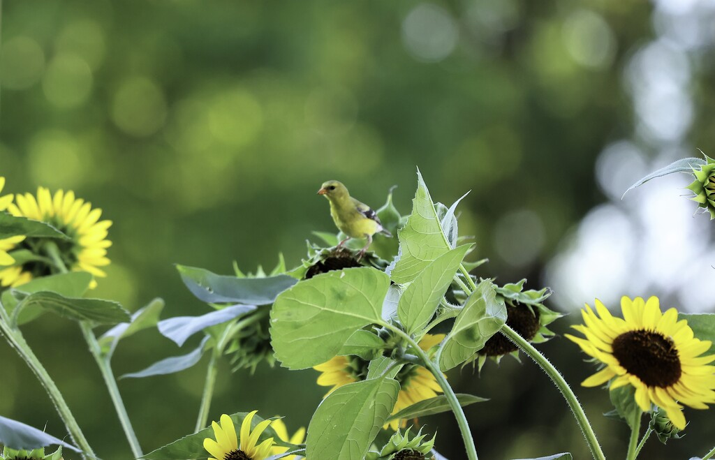 Goldfinch In Our Sunflowers by lynnz