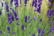21st Jul 2022 - Lavender's Blue Dilly Dilly