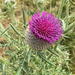 Giant thistle by pamknowler