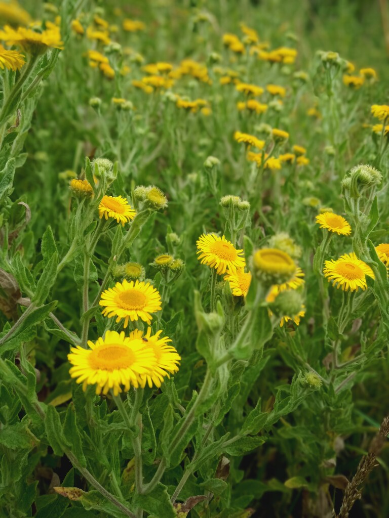 Common Fleabane by 365projectorgjoworboys