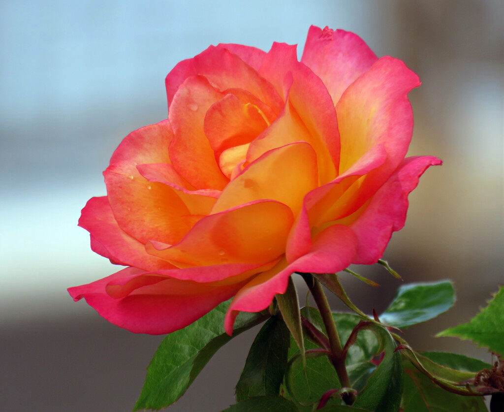 Rose by seattlite