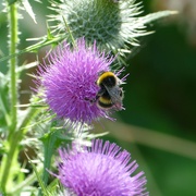 19th Jul 2022 - thistle keep the bees busy