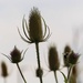 Teasels by mittens