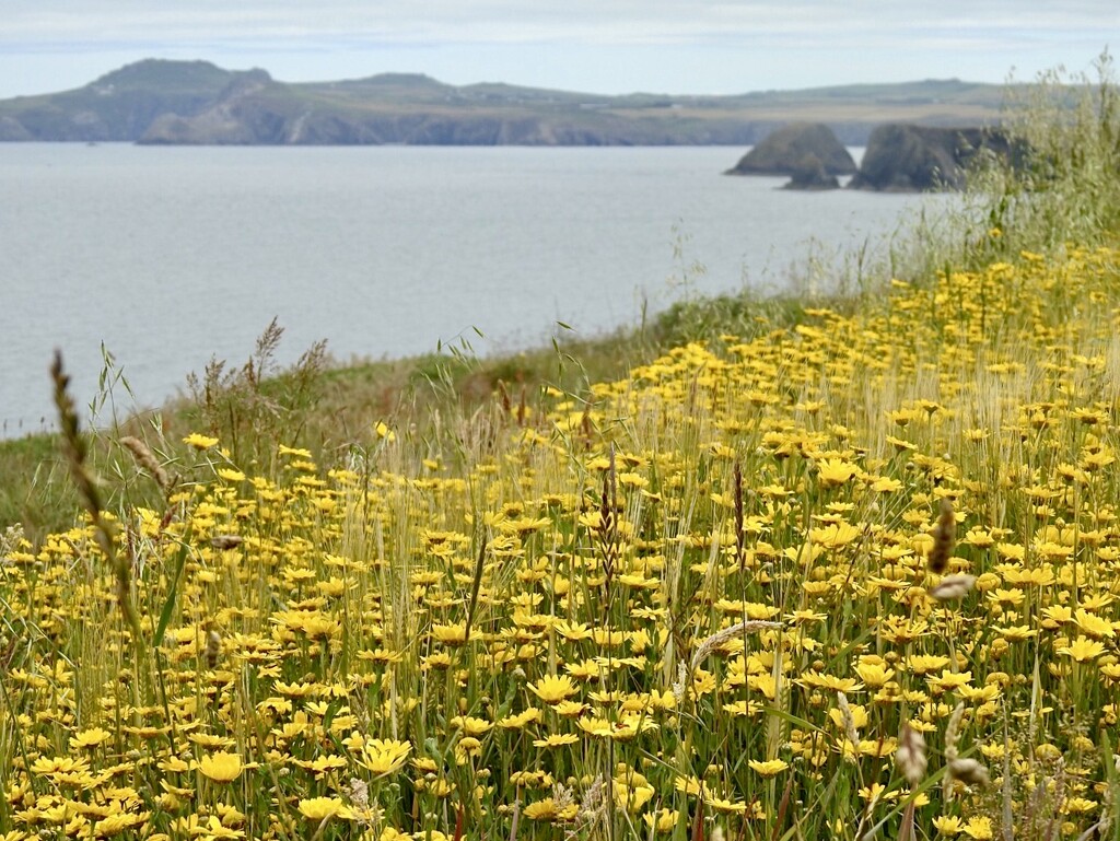 The Coast Path in Pembrokeshire by susiemc