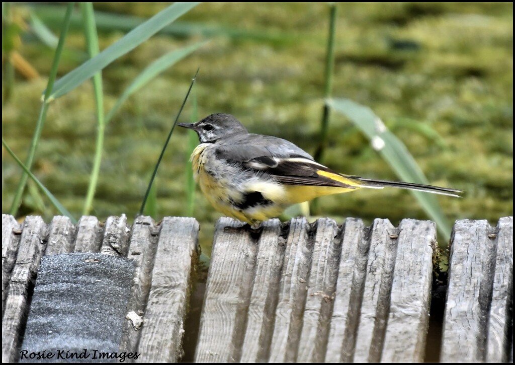 Yellow wagtail by rosiekind