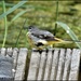 Yellow wagtail by rosiekind