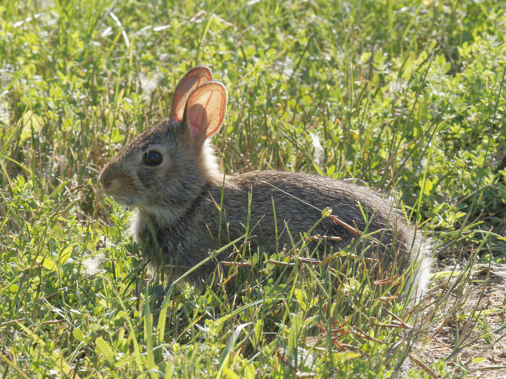 Eastern cottontail by rminer