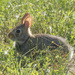 Eastern cottontail by rminer