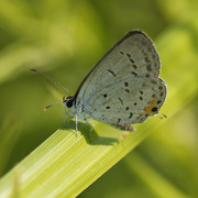 21st Jul 2022 - Eastern blue-tailed butterfly