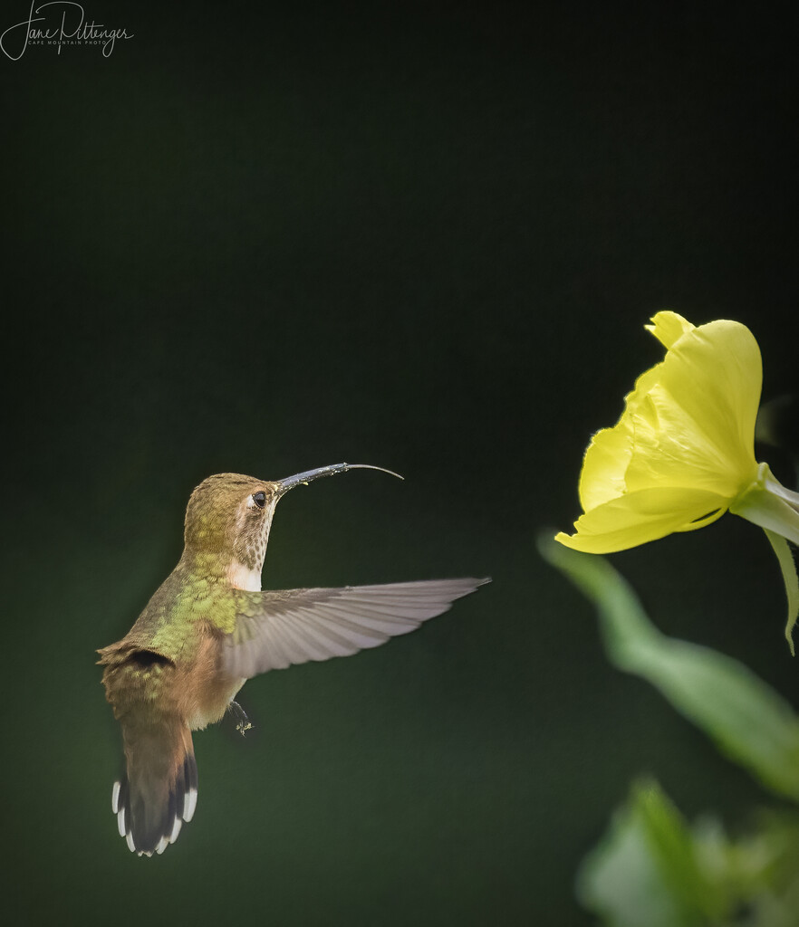 Hummer in the Evening Primrose by jgpittenger