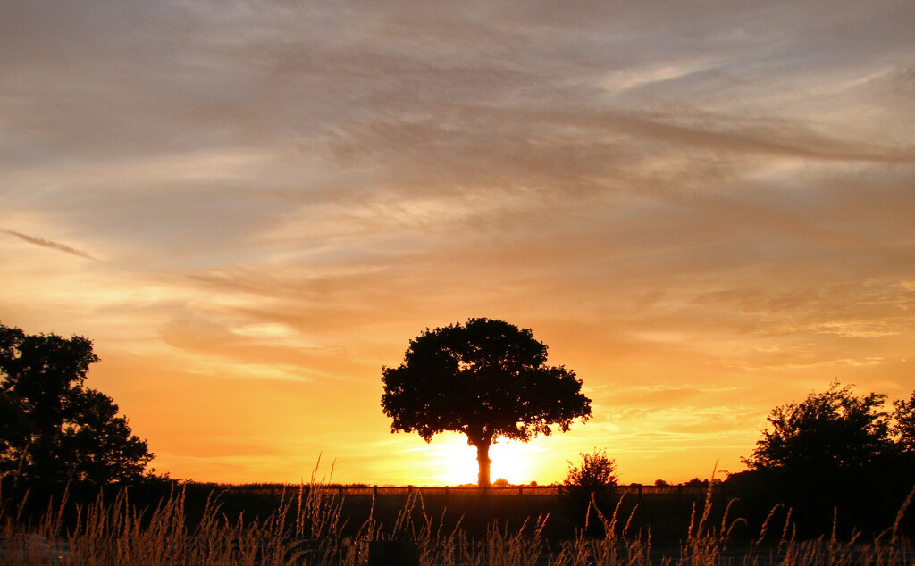 Just A Tree at Sunset by shepherdman