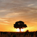 Just A Tree at Sunset by shepherdman