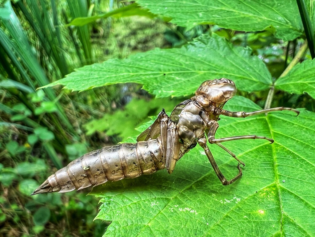 Dragonfly nymph exoskeleton by mattjcuk
