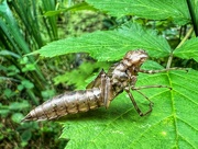 21st Jul 2022 - Dragonfly nymph exoskeleton