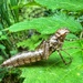 Dragonfly nymph exoskeleton by mattjcuk