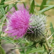 21st Jul 2022 - Thistle with Bracts 