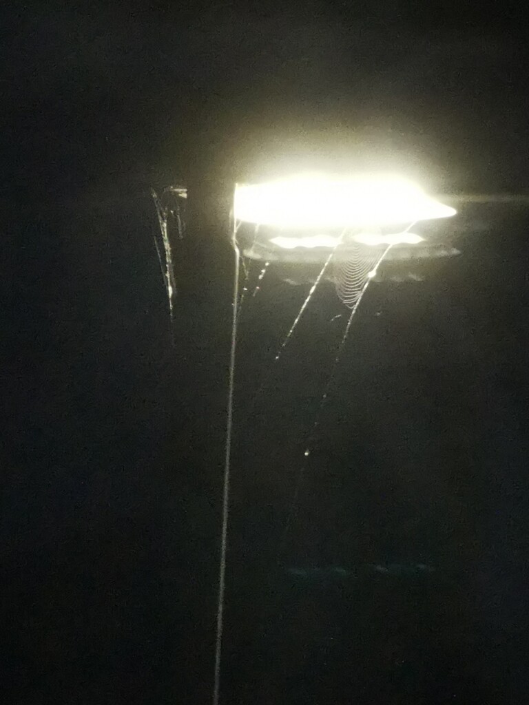 Streetlight with Cobwebs  by plainjaneandnononsense