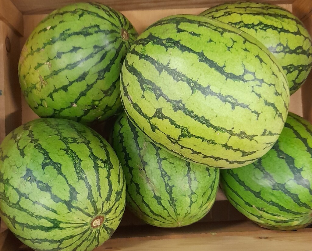 'I carried a Watermelon ' by jenbo