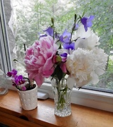 22nd Jun 2022 - The Peonies Are Blooming