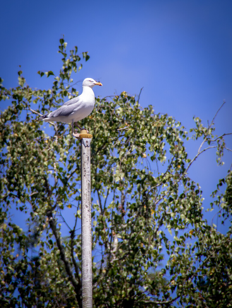 Seagull on a stick by swillinbillyflynn