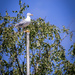 Seagull on a stick by swillinbillyflynn