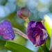 Orchid not blooming by danette