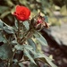 Tiny Rose by ctclady