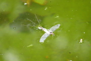 21st Jul 2022 - drowned nymph