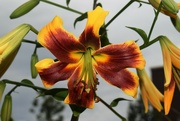20th Jul 2022 - Asiatic lily