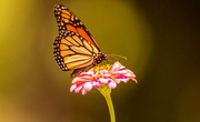 21st Jul 2022 - Monarch Butterfly!