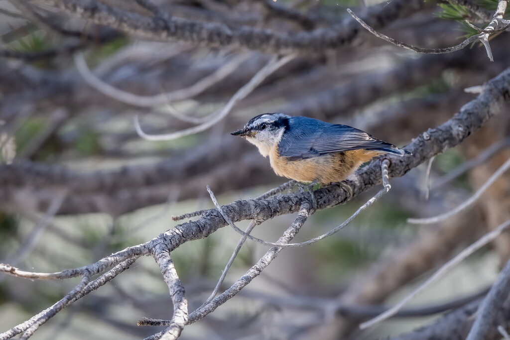 Red-breasted Nuthatch by nicoleweg