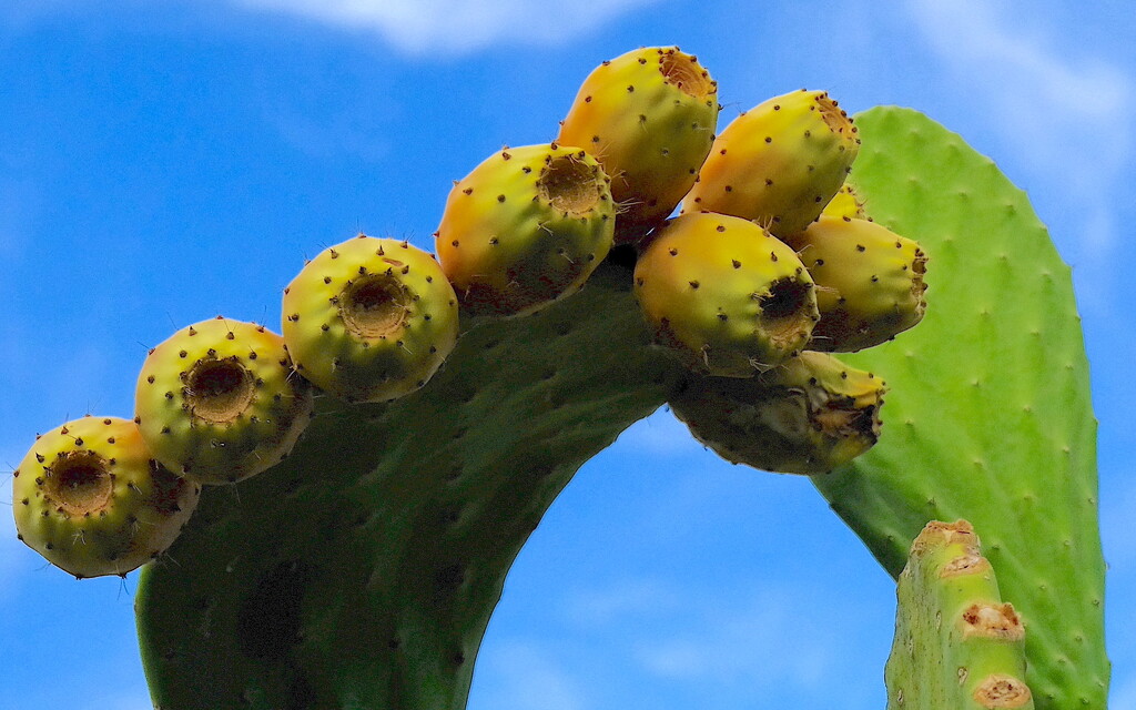 Prickly Pears by redy4et