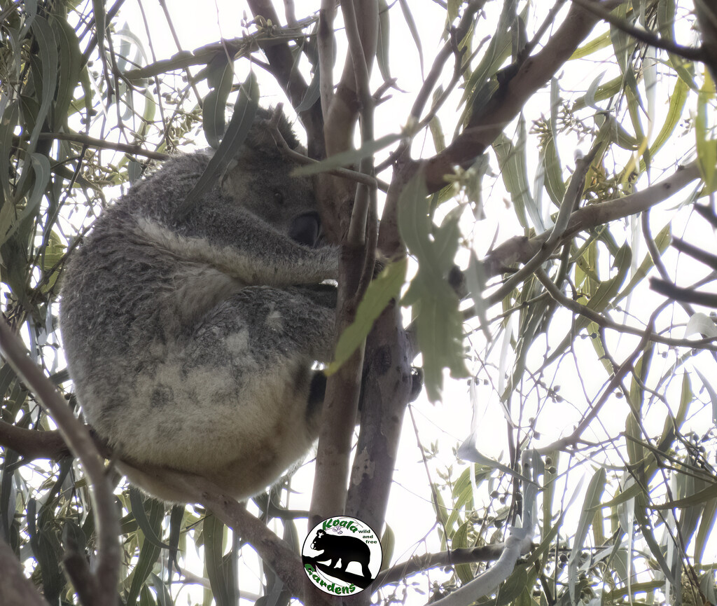 still hidden by koalagardens