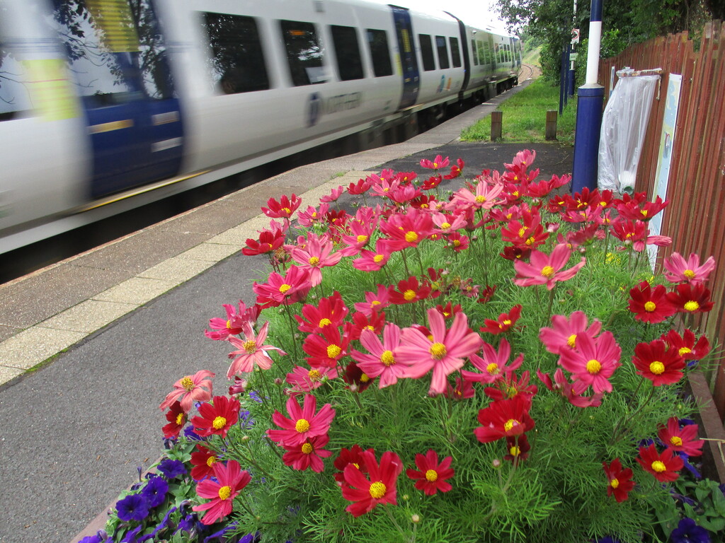 York Train and Cosmos Rishton station planter by Prospects Green group. by grace55