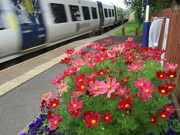 23rd Jul 2022 - York Train and Cosmos Rishton station planter by Prospects Green group.