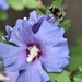 Hibiscus & Bee by wakelys