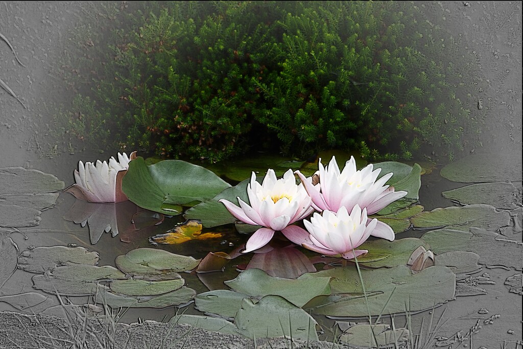 Water-Lilies  by beryl