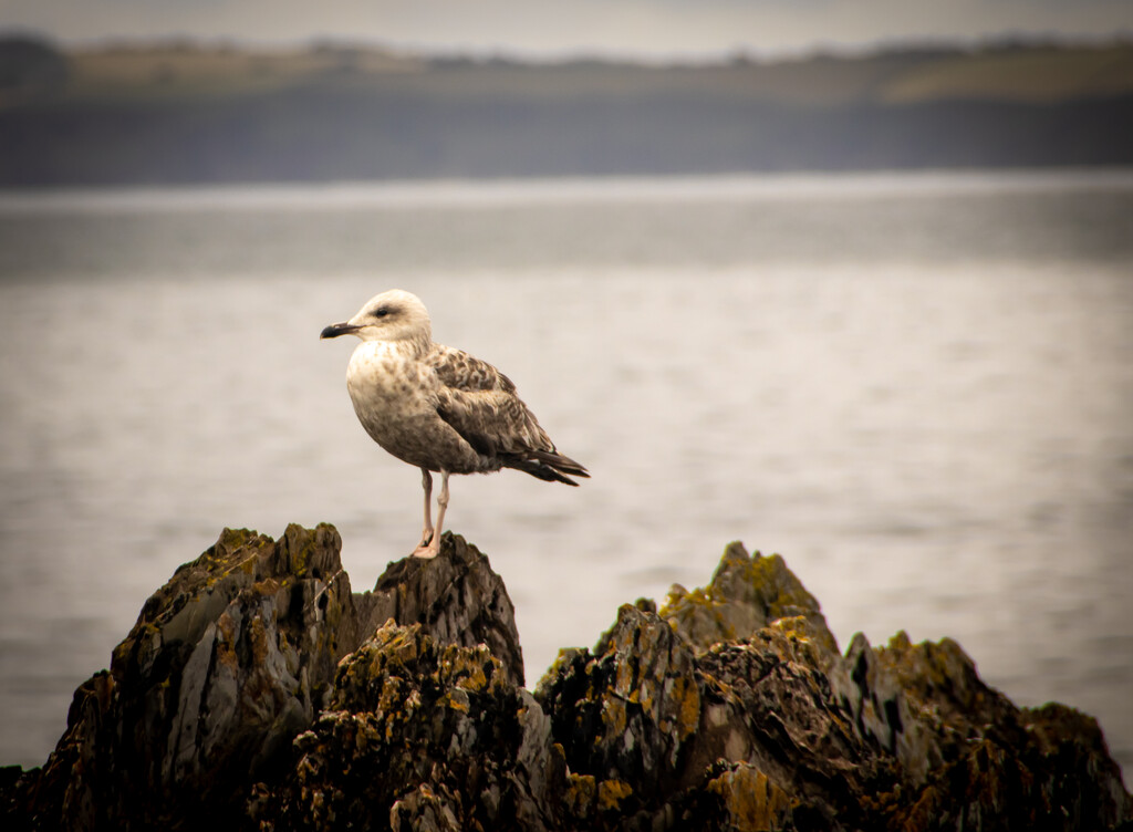 Seagull on the rocks by swillinbillyflynn