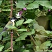 Great tit in the blackberry bush by rosiekind
