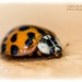 Harlequin Ladybird by carolmw