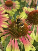 21st Jul 2022 - Echinacea and Bee