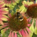 Echinacea and Bee by 365projectmaxine