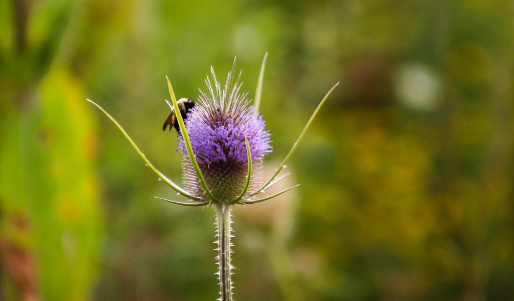 Teasel with a bee by mittens