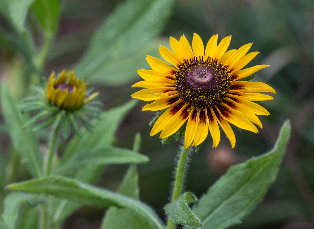 Rudbeckia from seed by busylady