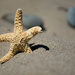 Starfish by novab