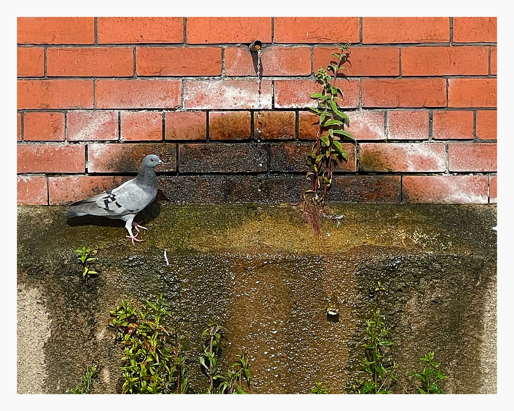 2022-07-18 Thirsty Pigeon by cityhillsandsea