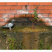 2022-07-18 Thirsty Pigeon by cityhillsandsea