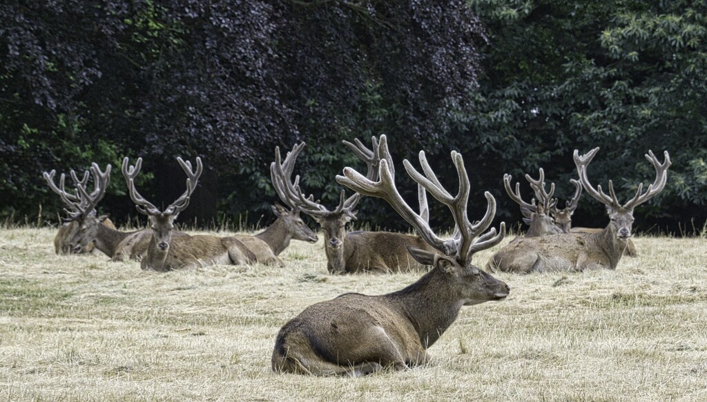 Stags in the Park. by tonygig