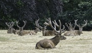 22nd Jul 2022 - Stags in the Park.