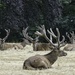 Stags in the Park. by tonygig